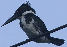 Amazon Kingfisher