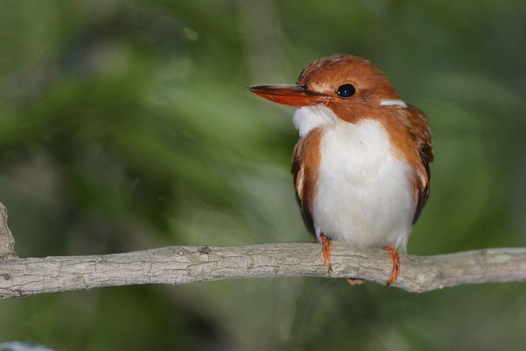 Madagascan Pygmy Kingfisheradult