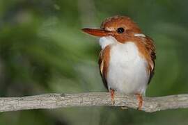 Madagascar Pygmy Kingfisher