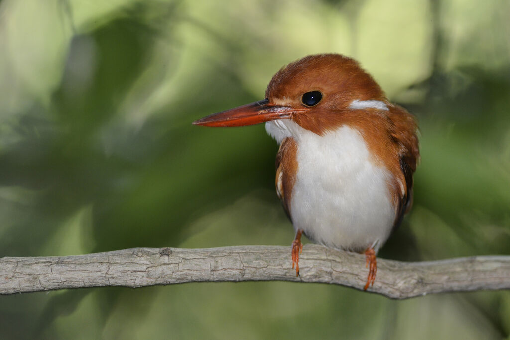 Madagascan Pygmy Kingfisheradult