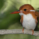Martin-pêcheur malgache