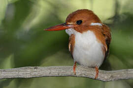 Madagascan Pygmy Kingfisher