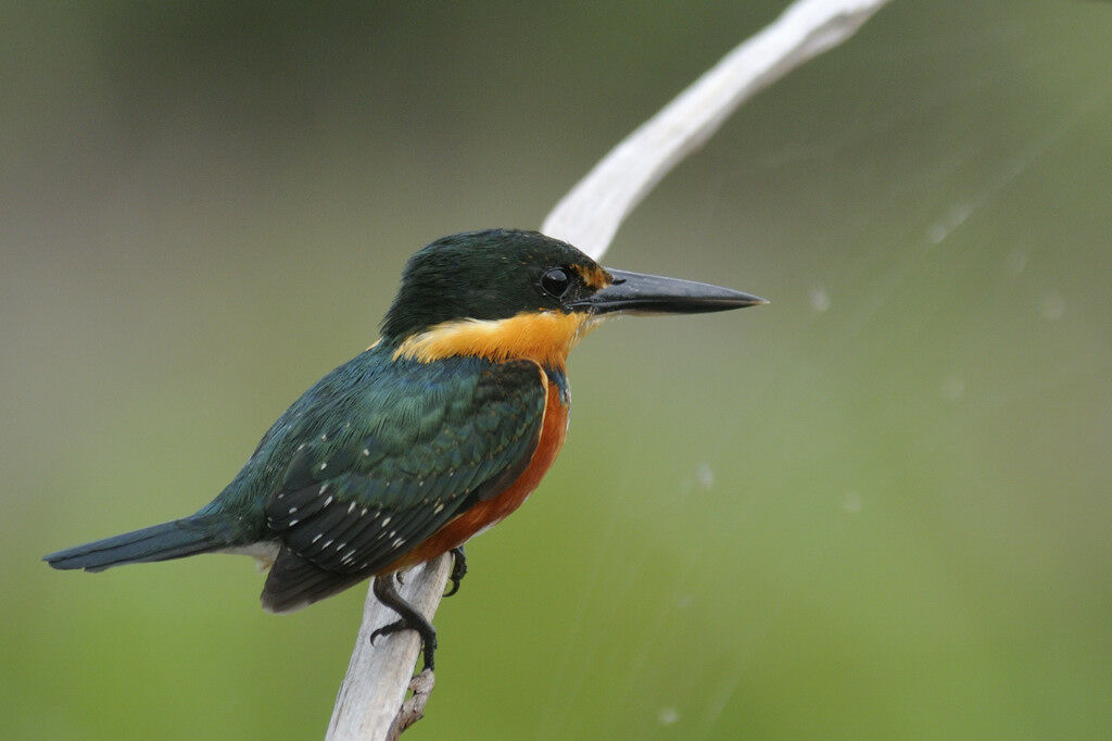 American Pygmy Kingfisheradult, identification