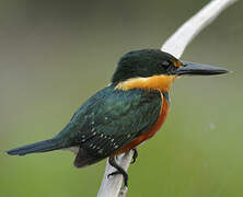 American Pygmy Kingfisher