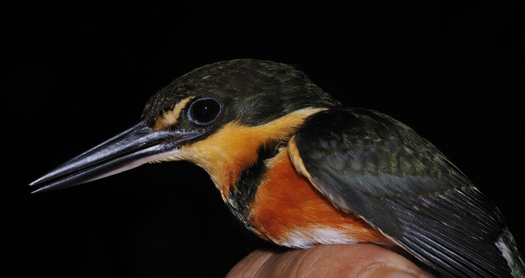 American Pygmy Kingfisher male adult