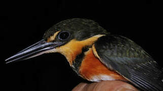 American Pygmy Kingfisher