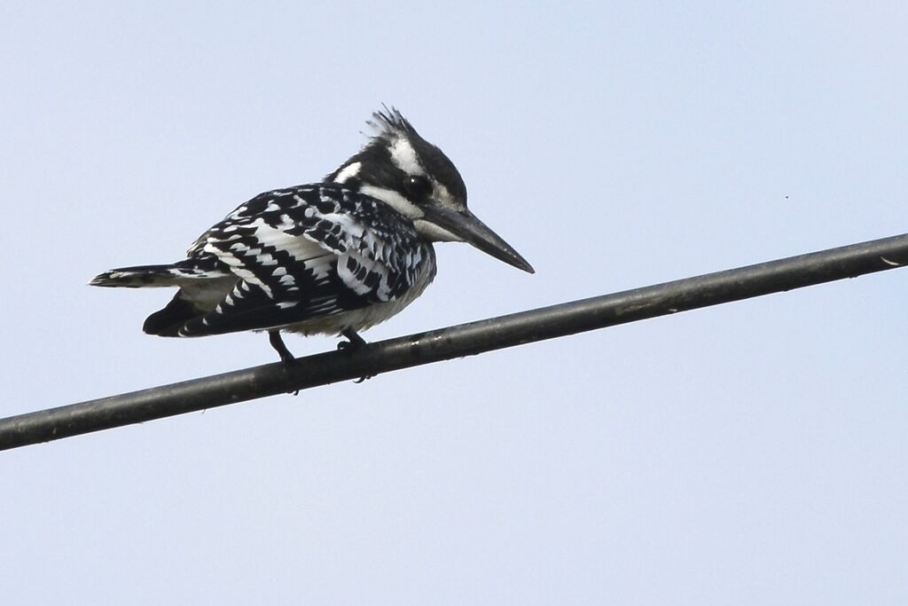 Pied Kingfisheradult