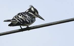 Pied Kingfisher