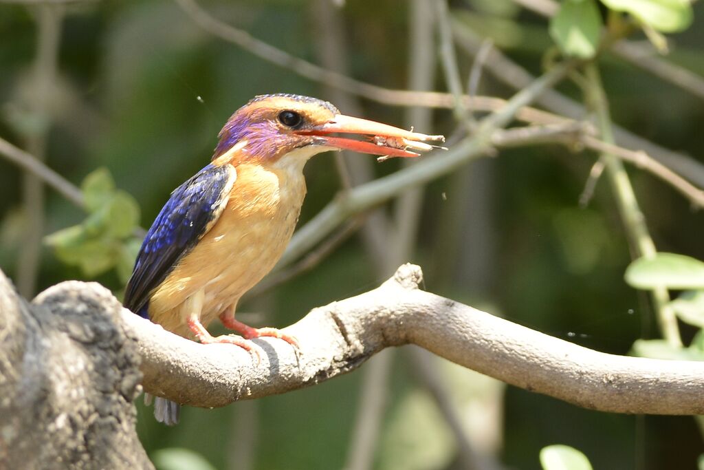 African Pygmy Kingfisheradult, feeding habits