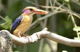 African Pygmy Kingfisher