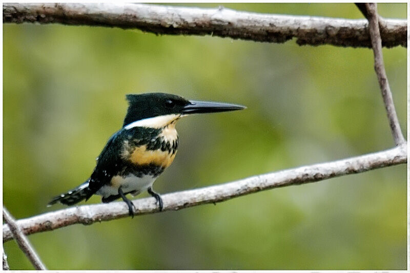 Green Kingfisher female adult