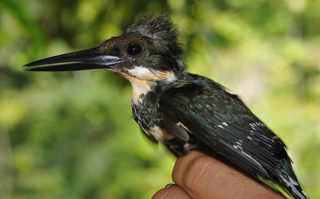 Green Kingfisher female adult