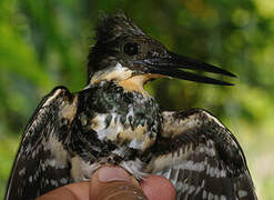 Green Kingfisher