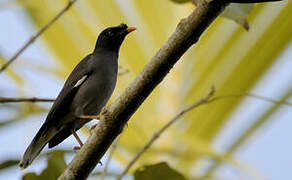 Jungle Myna