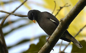 Jungle Myna