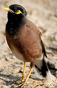 Common Myna