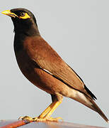 Common Myna