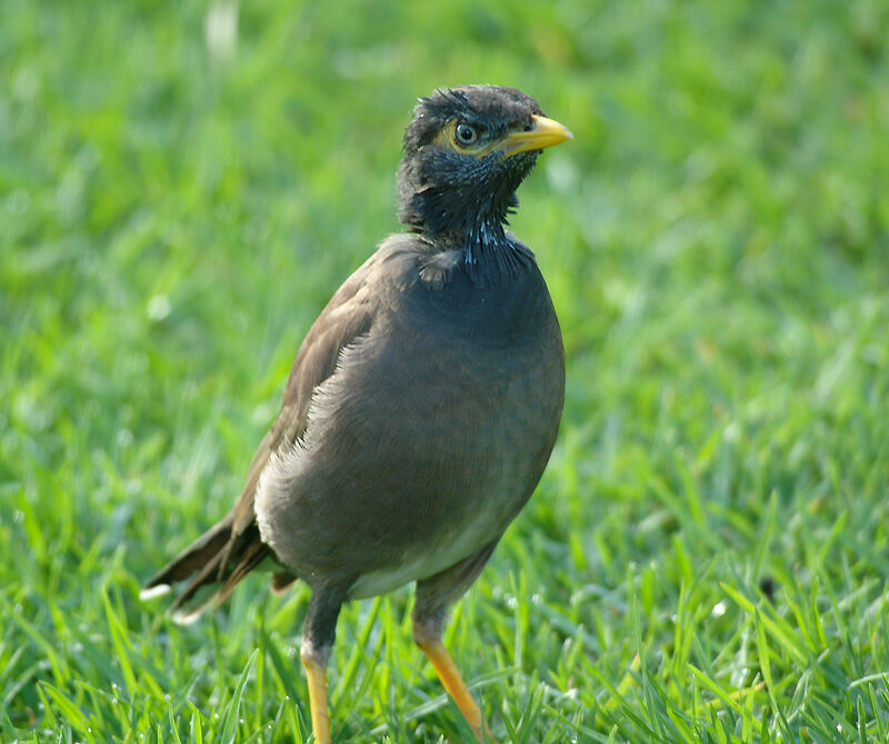 Common Myna