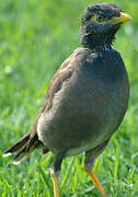 Common Myna