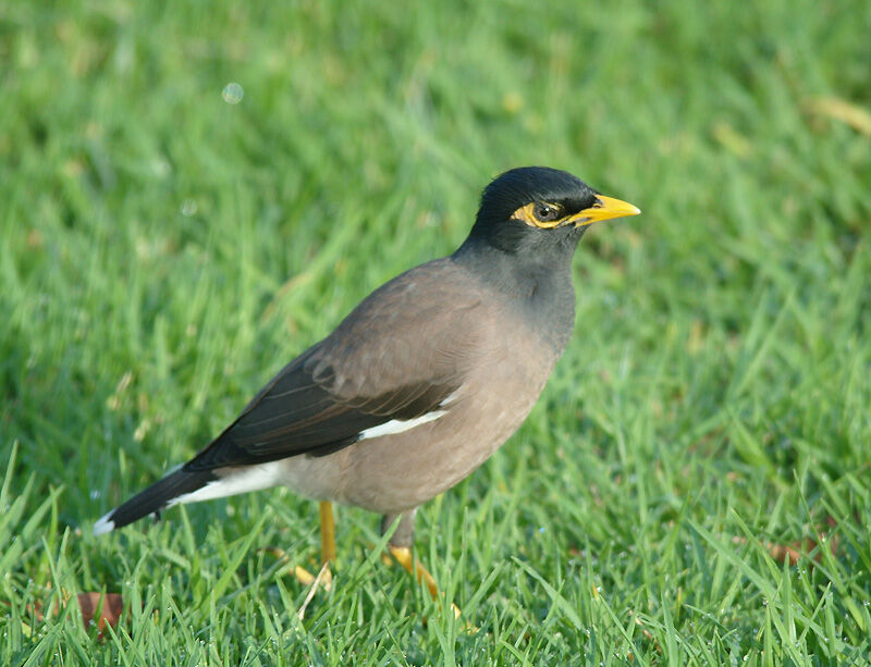 Common Myna