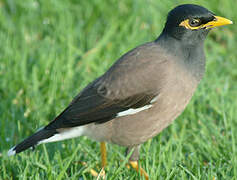 Common Myna