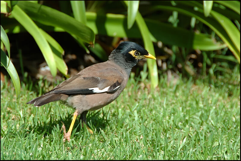 Common Myna