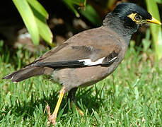 Common Myna