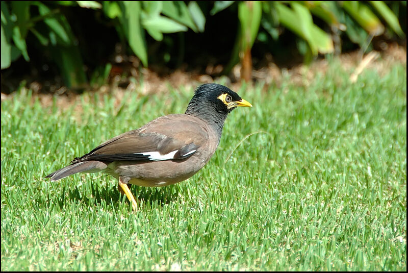 Common Myna