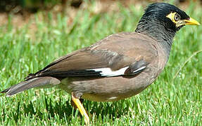 Common Myna