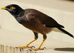 Common Myna