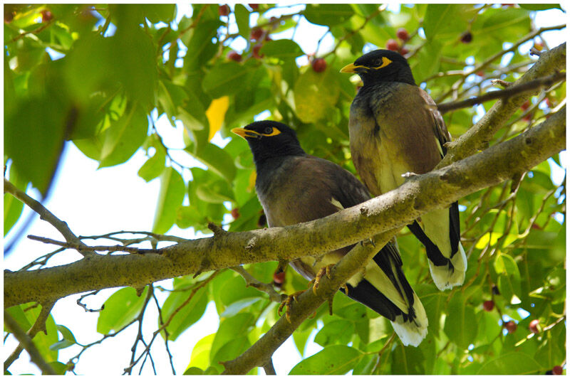 Common Mynaadult