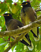 Common Myna