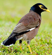 Common Myna