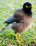 Common Myna