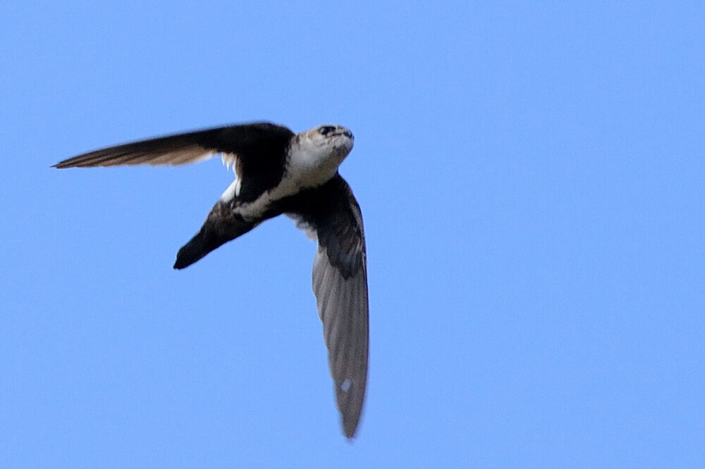 White-throated Swiftadult, Flight