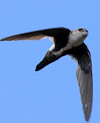 White-throated Swift