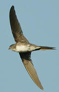 Fork-tailed Palm Swift