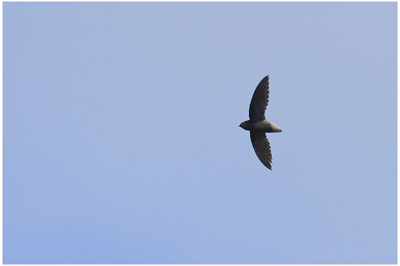 Short-tailed Swift