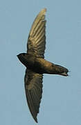 Band-rumped Swift