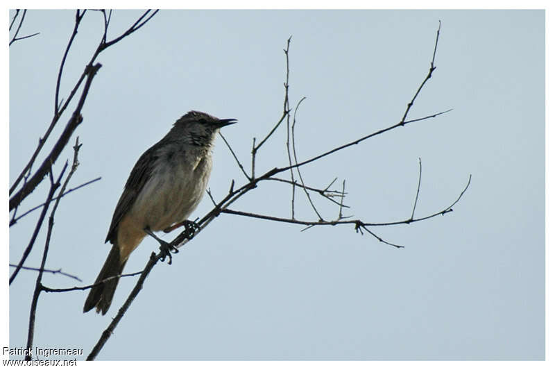 Rufous Songlarkadult