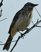 Rufous Songlark