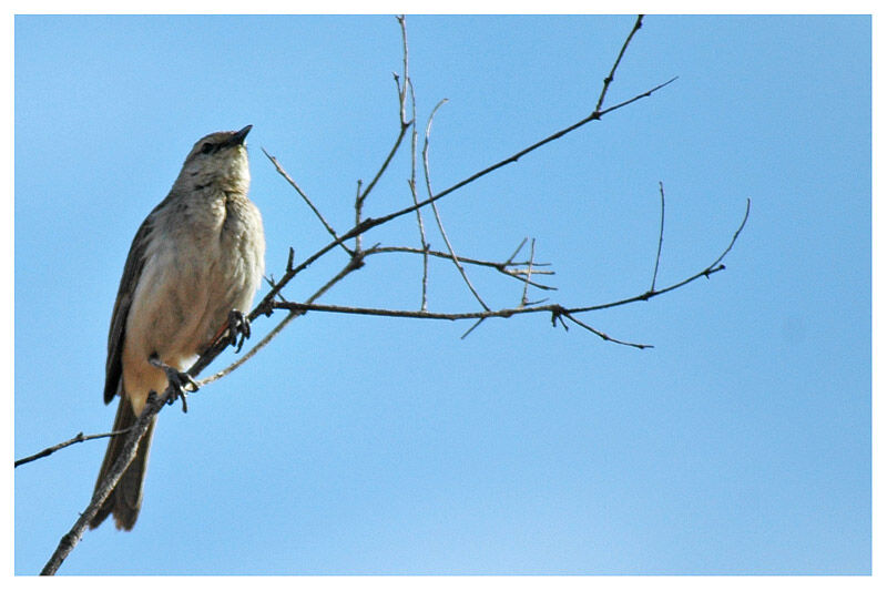 Rufous Songlarkadult