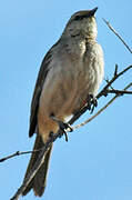 Rufous Songlark