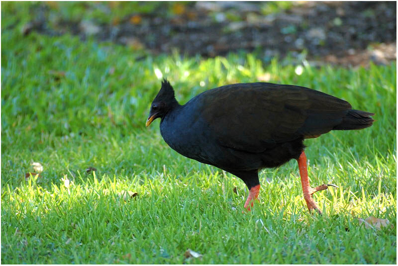 Orange-footed Scrubfowladult