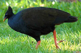 Orange-footed Scrubfowl