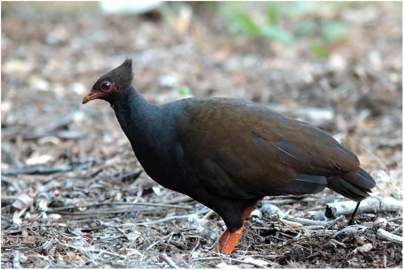 Orange-footed Scrubfowladult