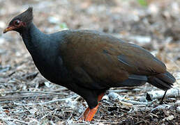 Orange-footed Scrubfowl