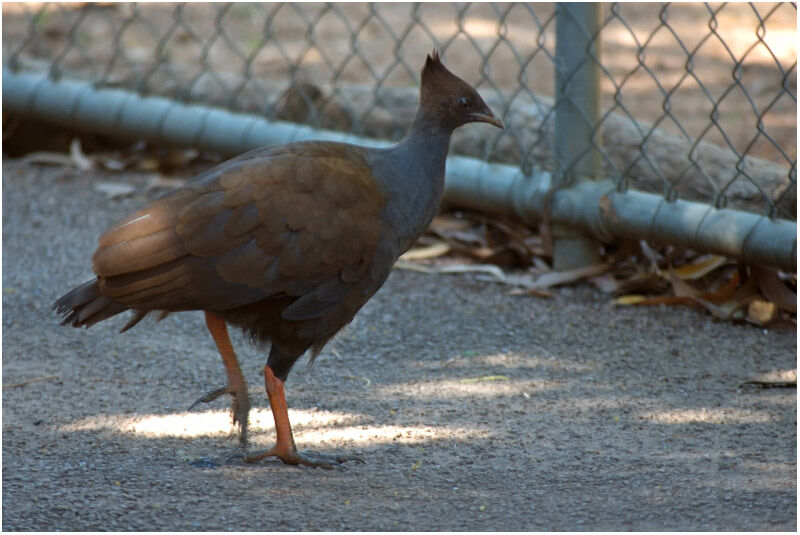 Orange-footed Scrubfowladult