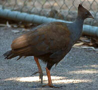 Orange-footed Scrubfowl