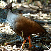 Orange-footed Scrubfowl